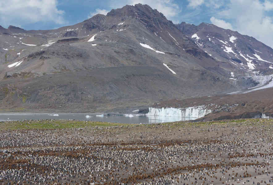 Islas Georgias del Sur 081 - pingüinera.jpg